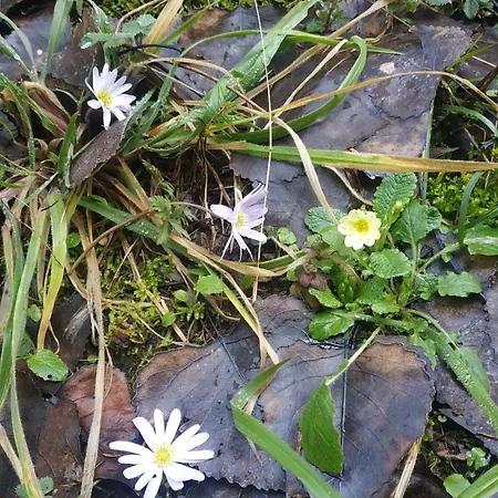Διαμέρισμα The House On The Road Of Βυτίνα
