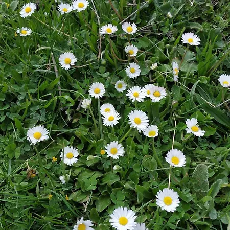 דירה The House On The Road Of ויטינה